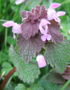 red nettle